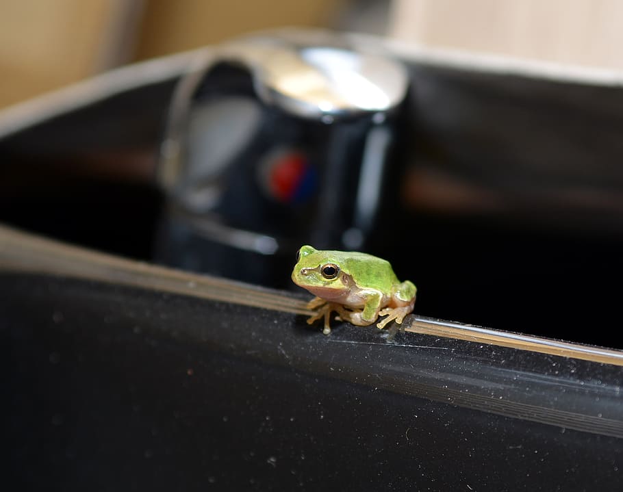 frog, tree frogs, amphibians, animal themes, one animal, animal wildlife HD wallpaper