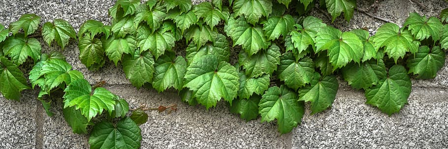 green leaf plant on gray pavement, ivy, vine, the leaves, plants, HD wallpaper