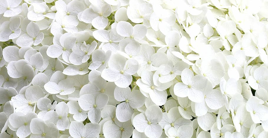 flowers illustration, hydrangea, tiny flower petals, garden HD wallpaper