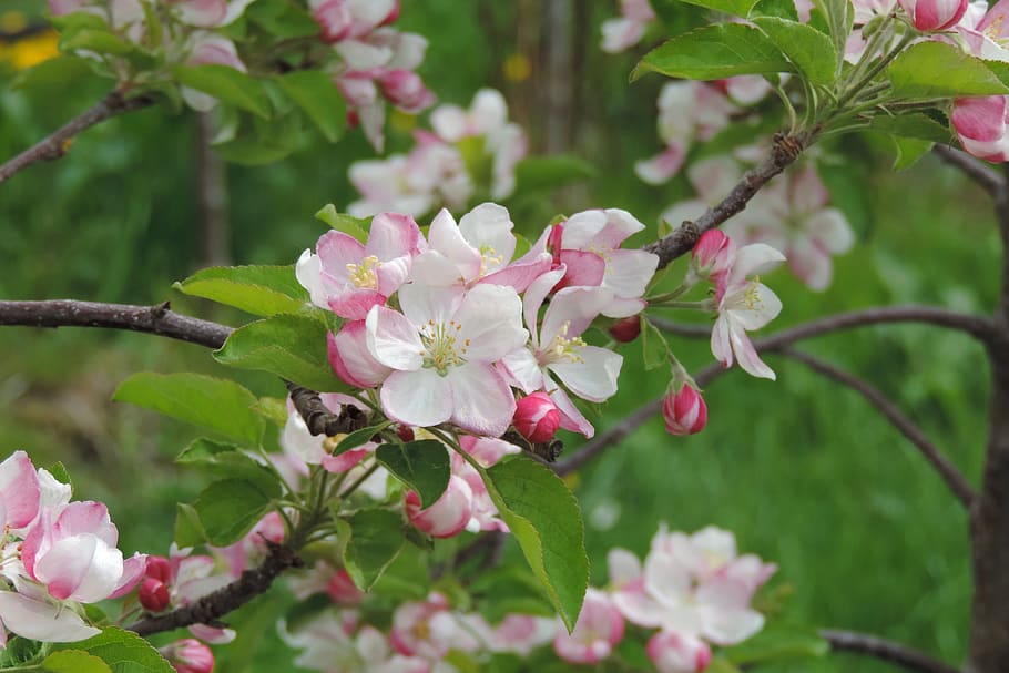 apple blossom, tree, nature, flowering plant, beauty in nature HD wallpaper