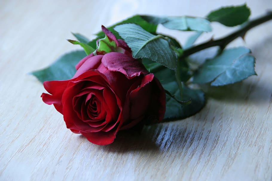 red rose on top of brown surface, branch, flower, still life HD wallpaper