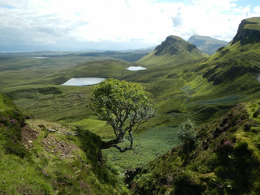 green tree, scotland, landscape, meadow, hill, lakes, beauty in nature HD wallpaper