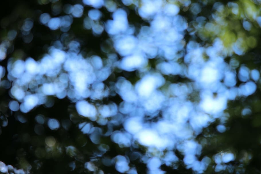bokeh, forest, background, light, trees, out of focus, backgrounds HD wallpaper