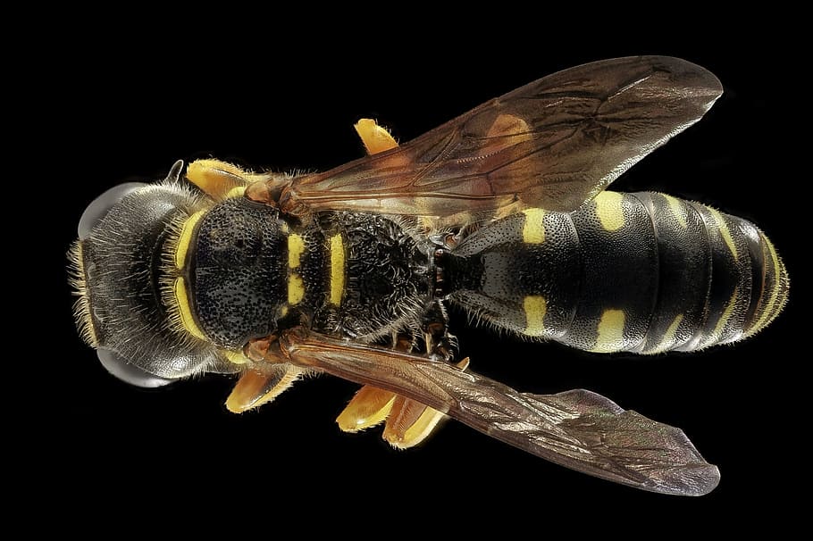 black and yellow bee, wasp, nature, insect, macro, close up HD wallpaper