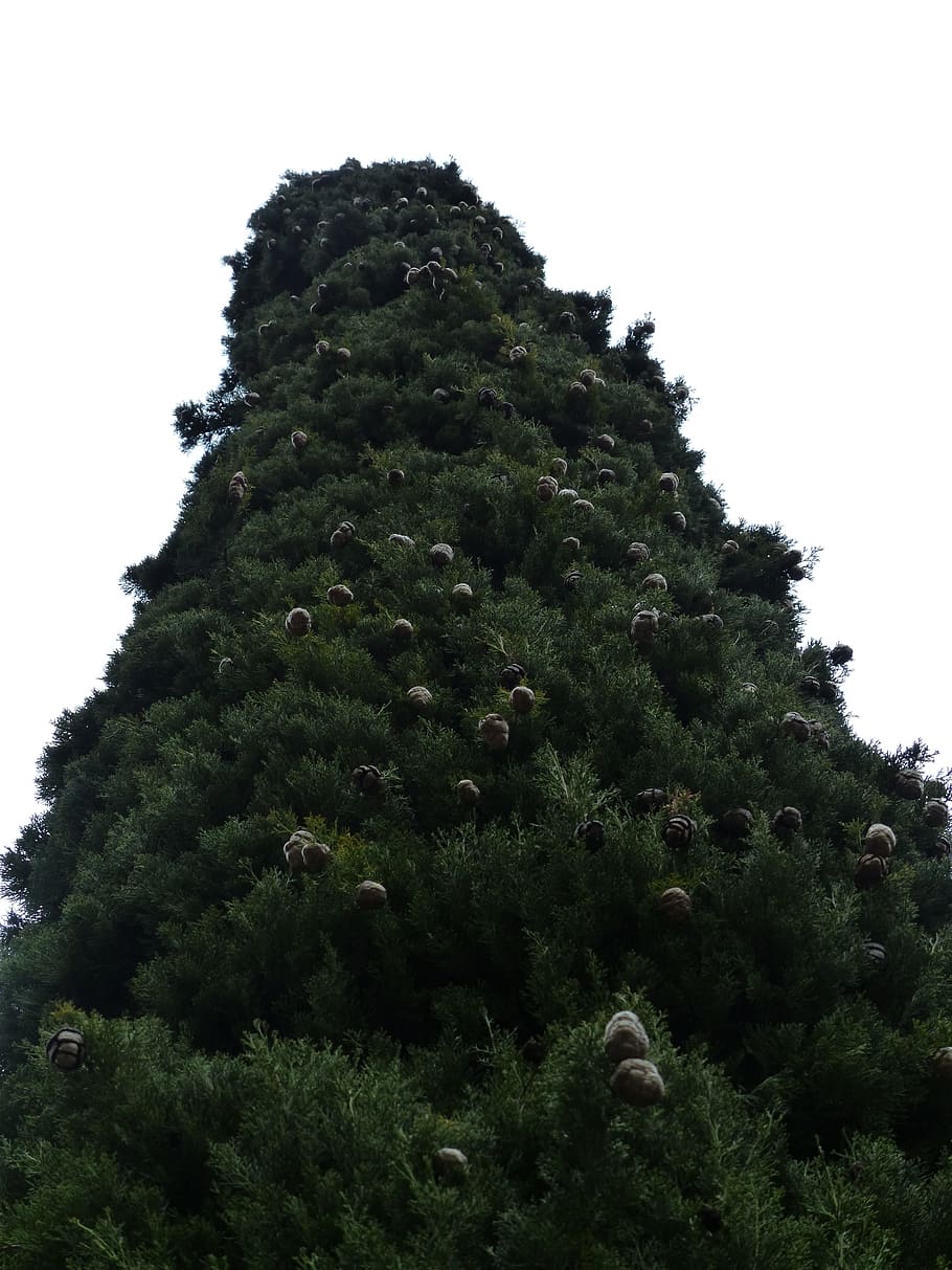 Cypress, Cone, Cupressus, cypress cone, cypress under glass, HD wallpaper