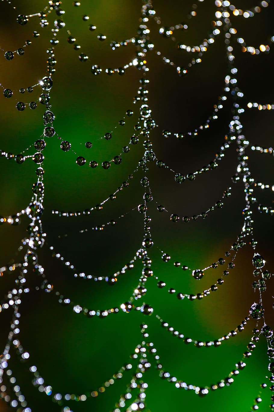 spider web, bokeh, dew, nature, insect, cobweb, pattern, net HD wallpaper