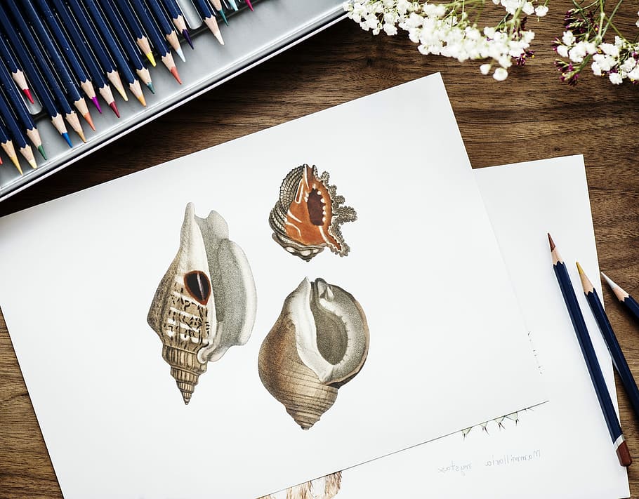 three seashell sketch on white printer paper near coloring pencil lot, HD wallpaper