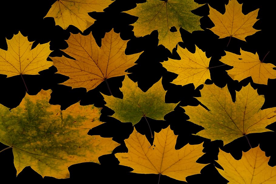 leaves, true leaves, maple, autumn leaf, foliage leaf, colorful HD wallpaper