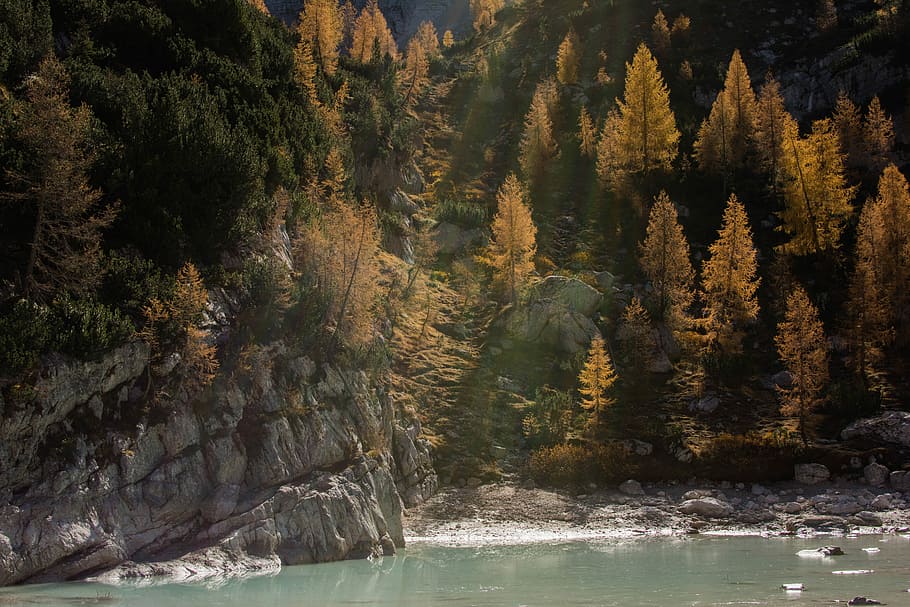 brown and black tree beside body of water, body of water near hill with forest HD wallpaper