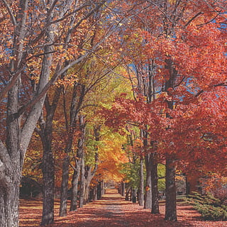 concrete pathway near red and yellow leaf tree, road surrounded by trees and covered with brown dried leaves HD wallpaper