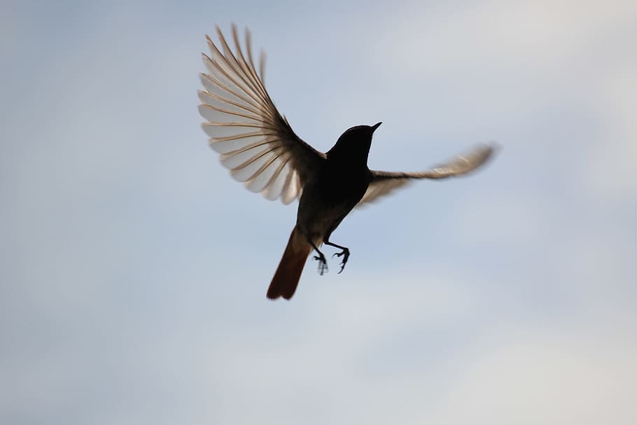 brown and white feather bird flying under blue sky, plumage HD wallpaper
