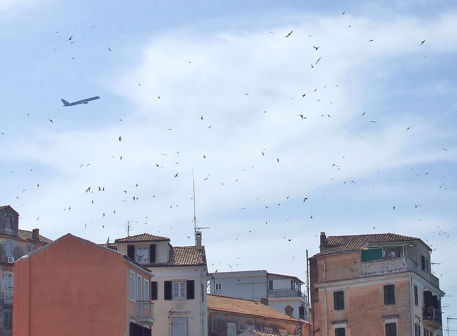 corfu, town, skyline, old town, swallows, birds, flying, airplane HD wallpaper