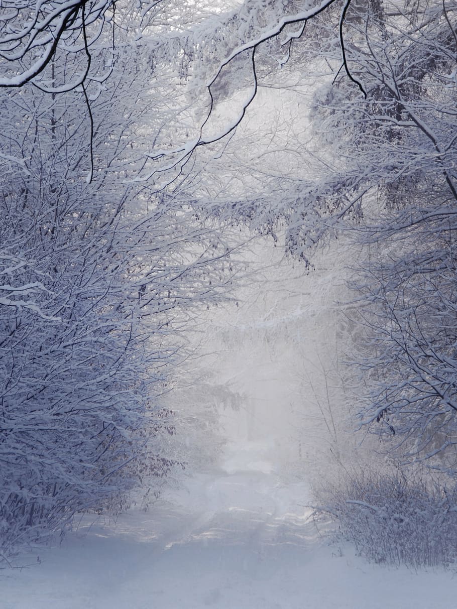 snow covered pathway between snow covered trees, winter, landscape HD wallpaper