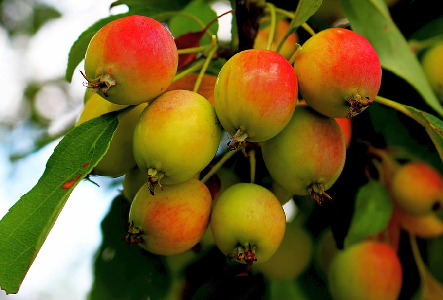fruit, apples, tree, fruitful apple tree, ripe fruit, nature HD wallpaper