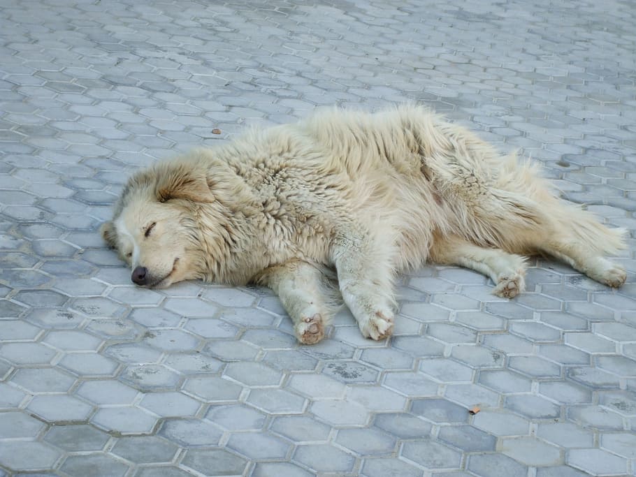 stray dog, sleeping, white, animal, mammal, relaxation, pets HD wallpaper