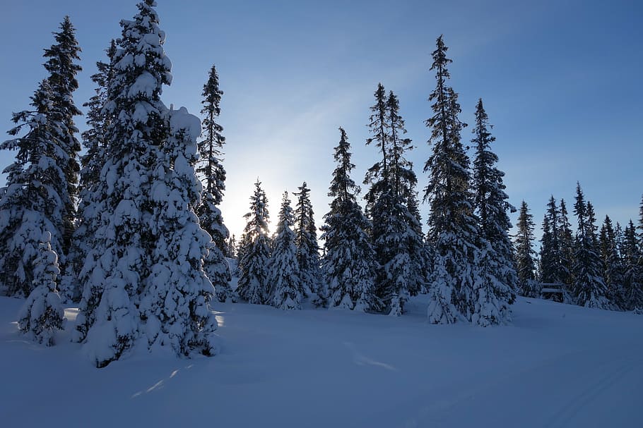 snow, winter, mountain, norway, lillehammer, hafjell, january HD wallpaper