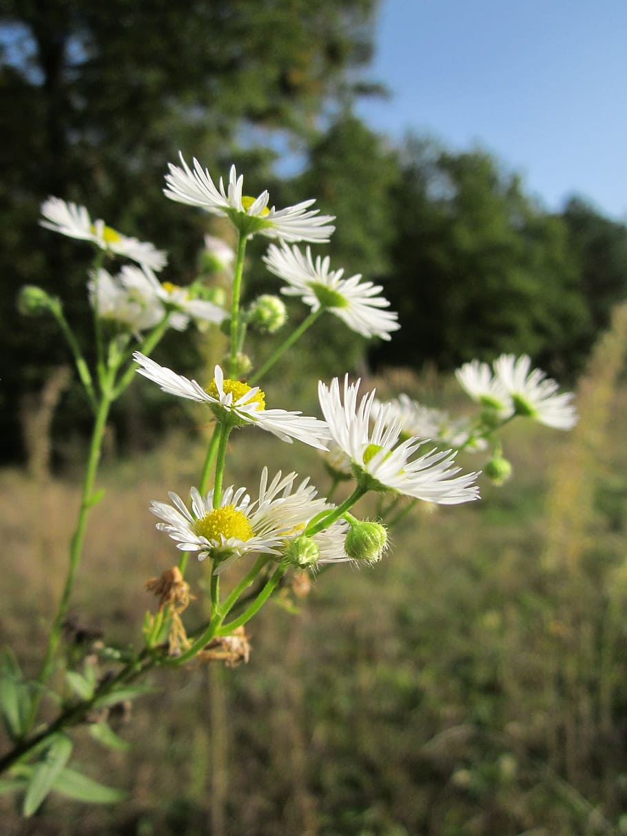 Erigeron, Daisy, Wildflower, Flora, botany, plant, blossom HD wallpaper