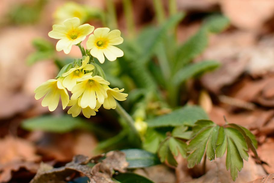 Forest, Cowslip, forest primrose, high primrose, flowers, yellow HD wallpaper