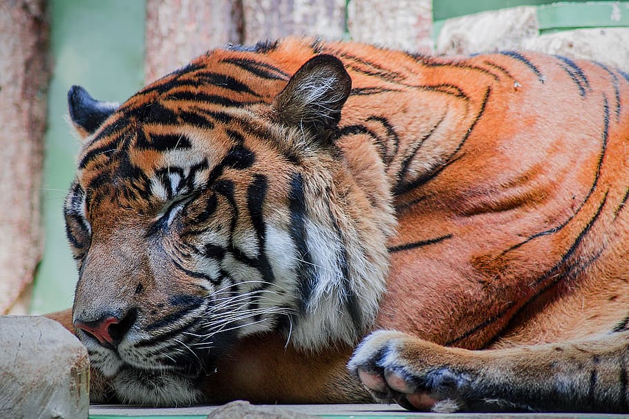 bengal tiger beside brown fence, tan and black tiger, photo, animal HD wallpaper
