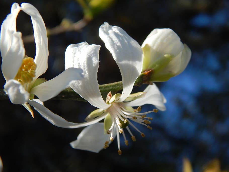 white flowers, boutonnieres, spring, flowering plant, beauty in nature HD wallpaper