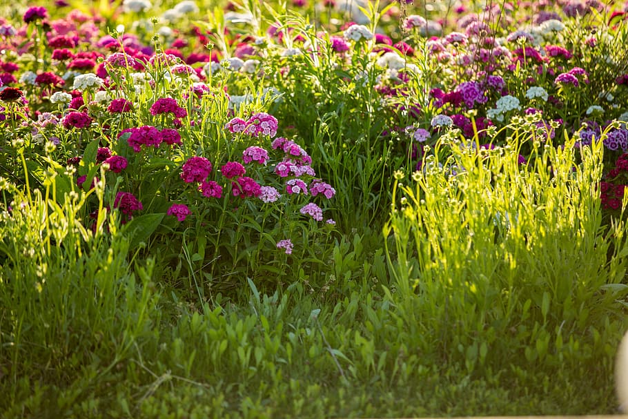 flower, field, pink, flowering plant, beauty in nature, growth HD wallpaper