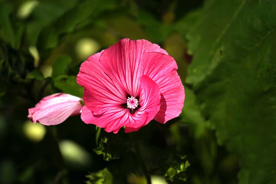 blossom, bloom, close, flower, violet, flowering plant, beauty in nature HD wallpaper