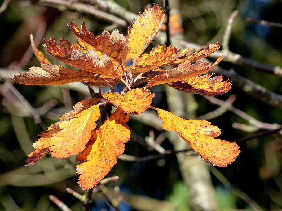 leaf, colors, autumn, branches, orange, plant part, growth HD wallpaper