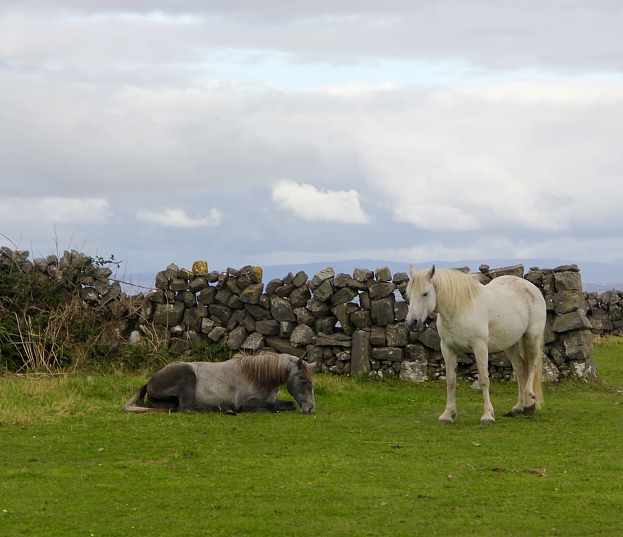 white horse on grass, ireland, horses, irish, pasture, countryside, HD wallpaper