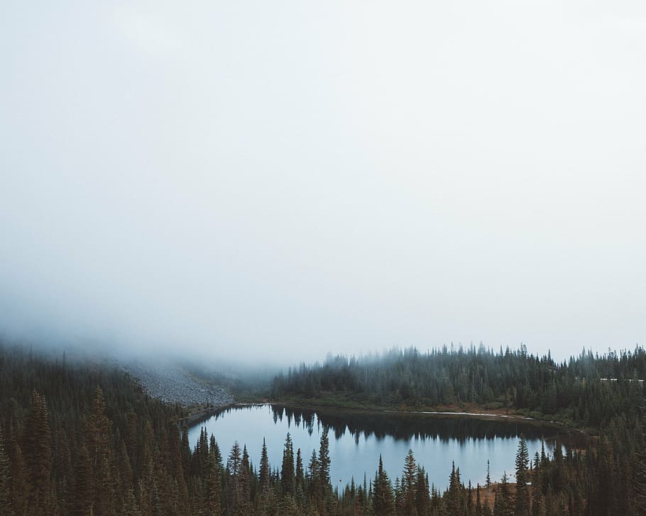 lake and forest covered with fog, body, water, near, trees HD wallpaper