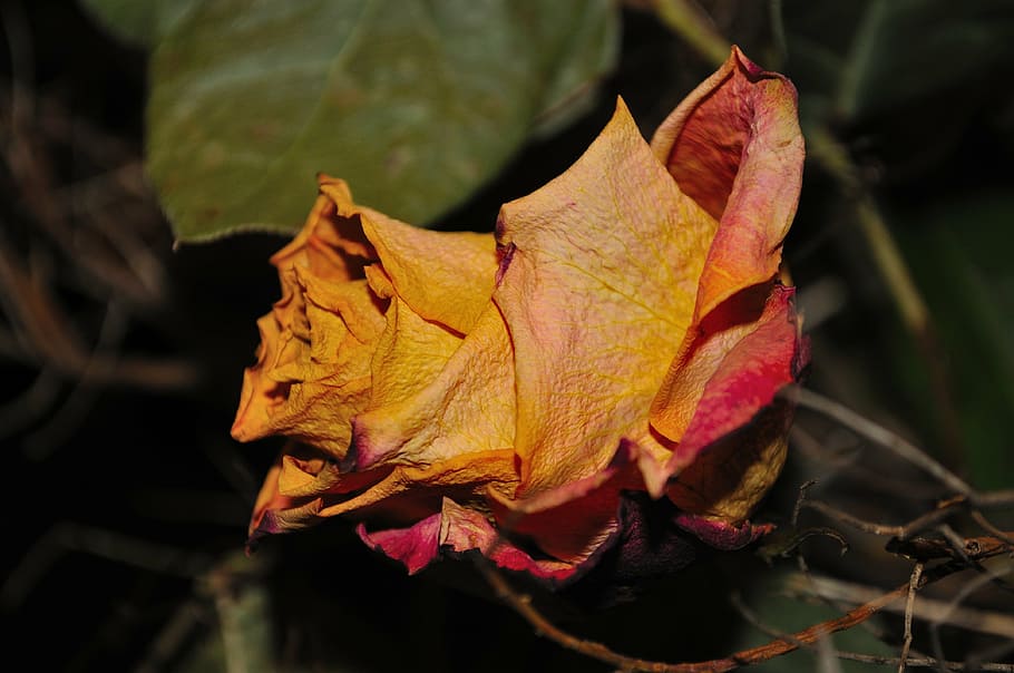 rose, dry, flower, blossom, bloom, withers, entered into, leaf HD wallpaper