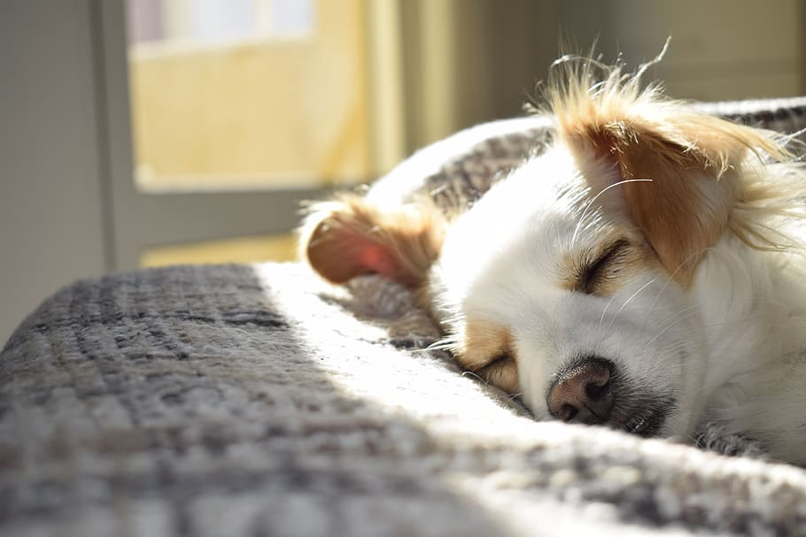 Closeup Photography of Adult Short-coated Tan and White Dog Sleeping on Gray Textile at Daytime, HD wallpaper