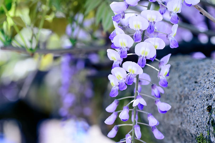 selective focus photo of purple petaled flowers, Spring, Flowers HD wallpaper