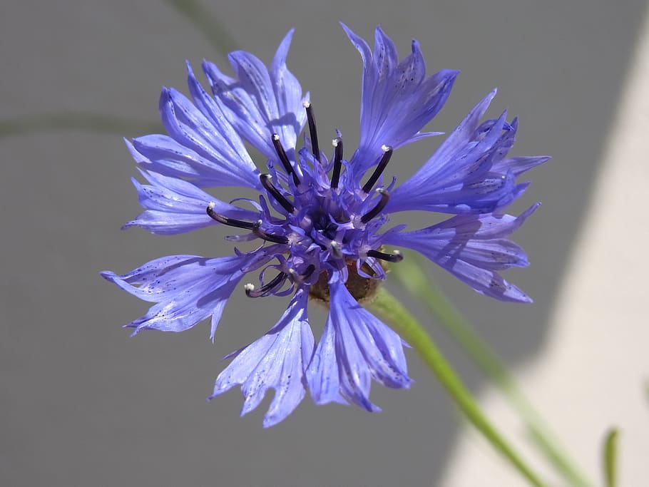 knapweed, centaurea, blossom, bloom, plant, meadow, nature HD wallpaper