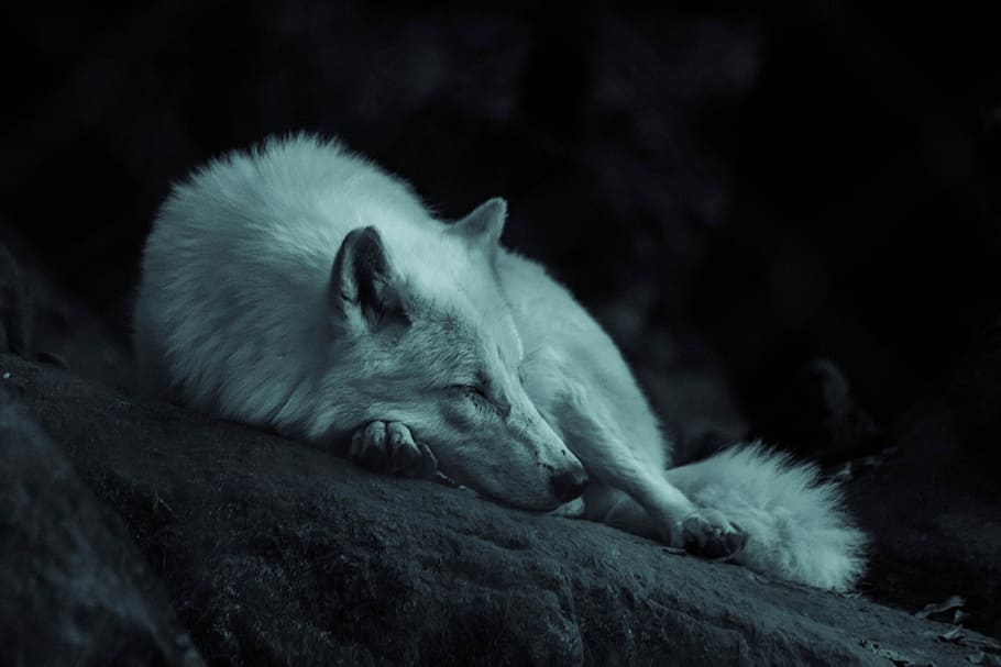 white fox laying on the ground, short-coated dog, wolf, husky
