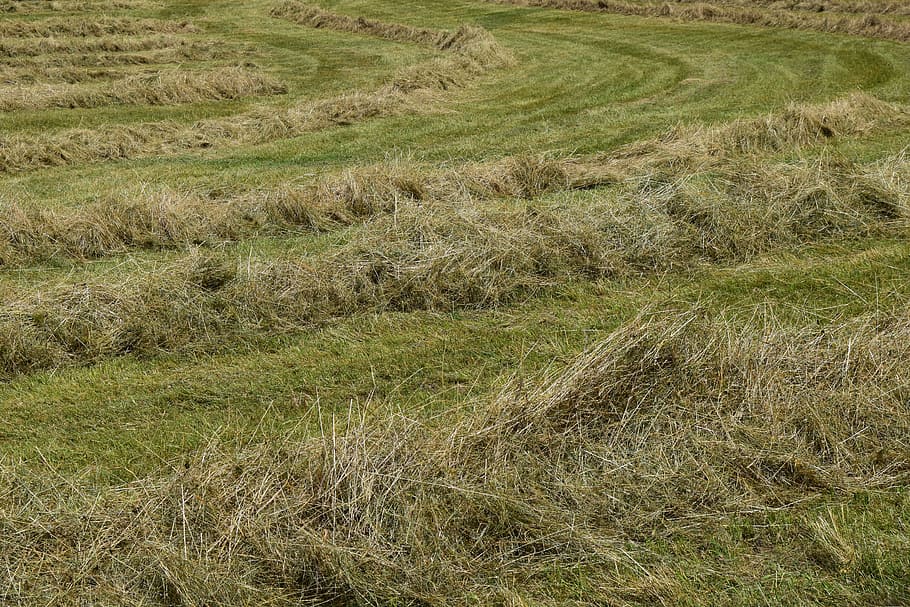 Hay, Mowed, Grass, luftrocknung, rows together meet, nature HD wallpaper