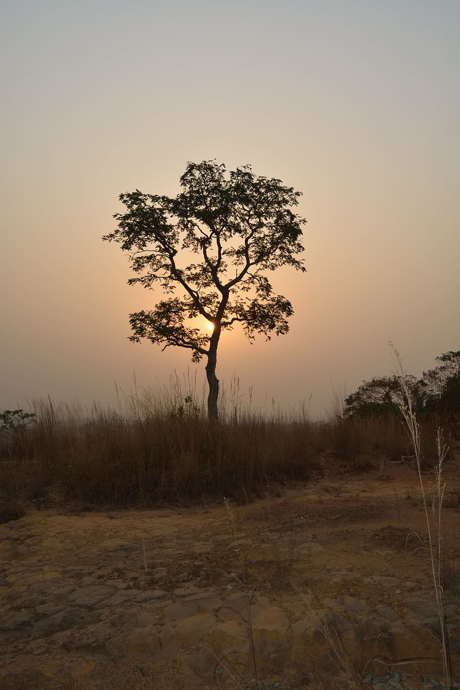 sunset, tropical, dusk, plant, tranquility, tree, sky, field HD wallpaper