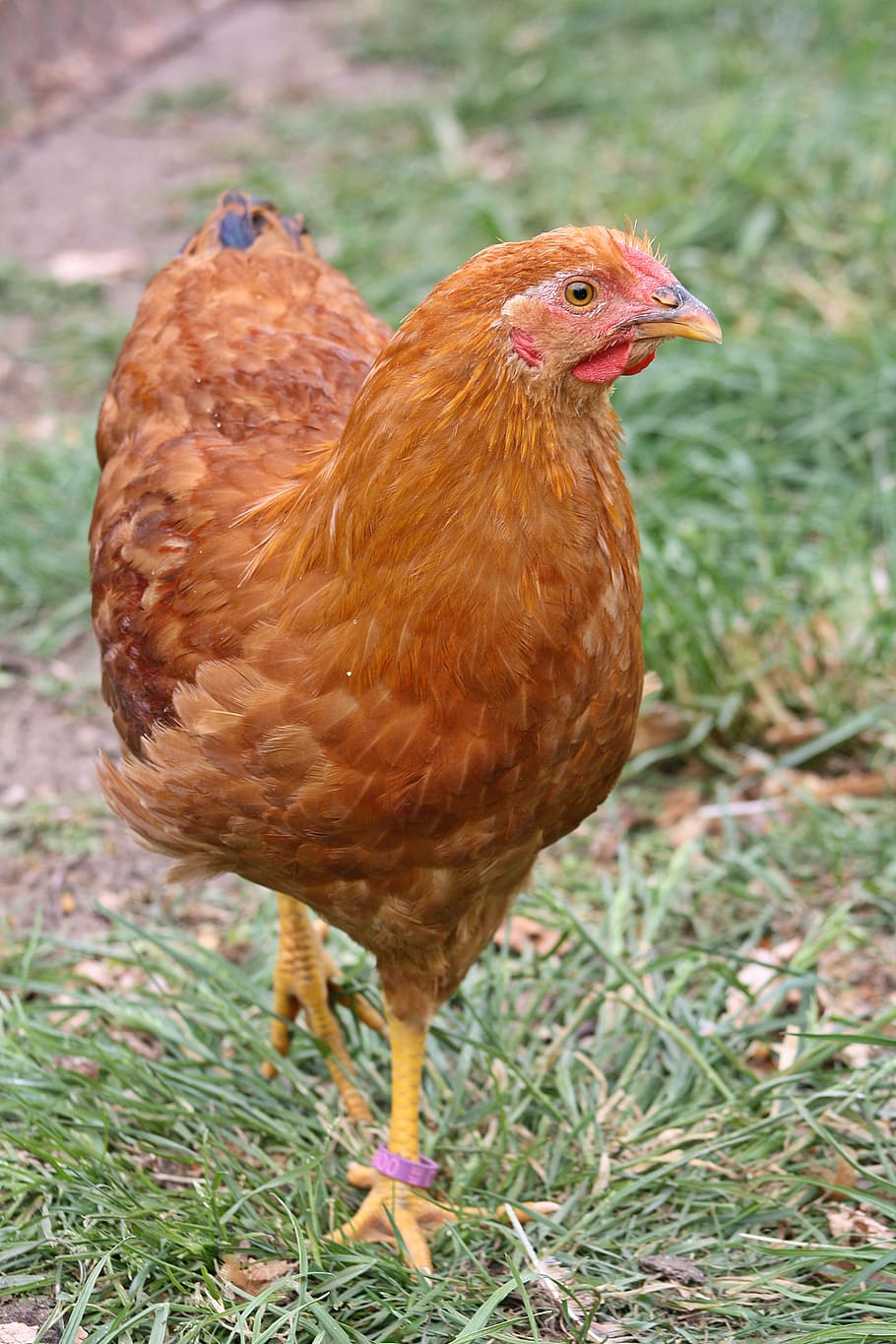 hahn, young, chicken, bill, animal themes, bird, livestock HD wallpaper