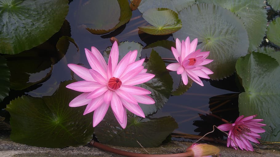 pink, guns, flower, village, flowering plant, pink color, beauty in nature HD wallpaper