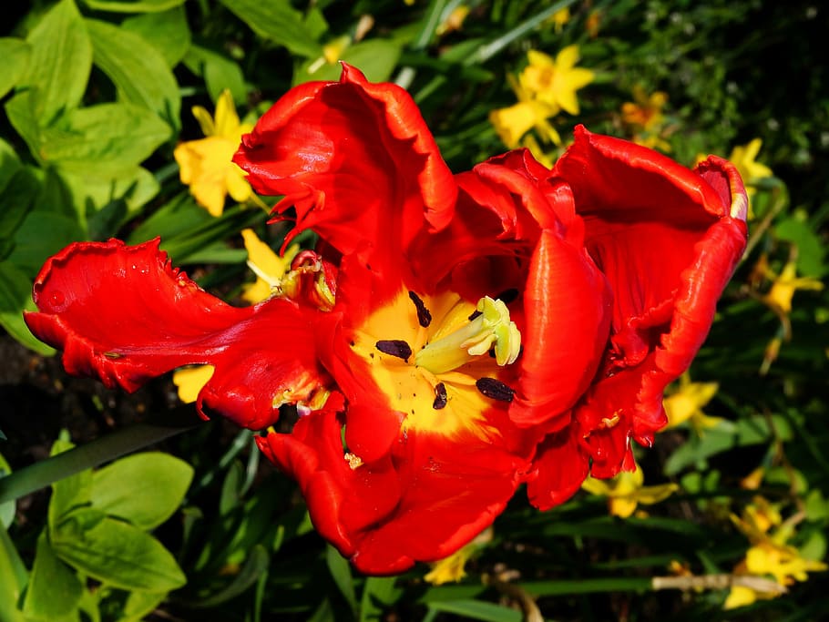 tulip, flower, blossom, bloom, holland, macro, red, colorful HD wallpaper