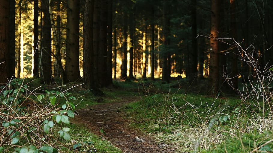 forest path, weird, glade, predator, green, mood, away, fairy tale forest HD wallpaper