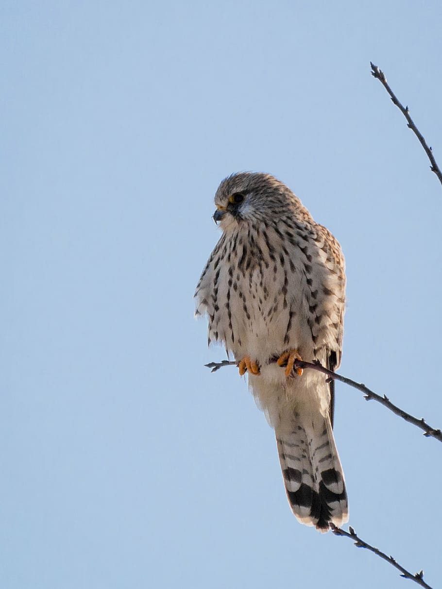 kestrel, falcon, bird, raptor, plumage, falco tinnunculus, nature HD wallpaper