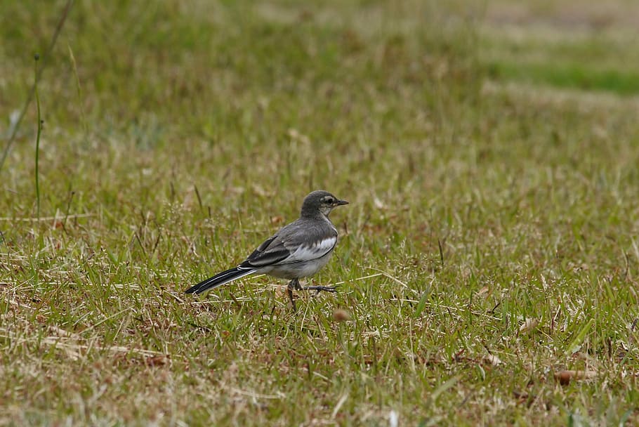 Animal, Park, Grass, Lawn, Little Bird, high security level HD wallpaper