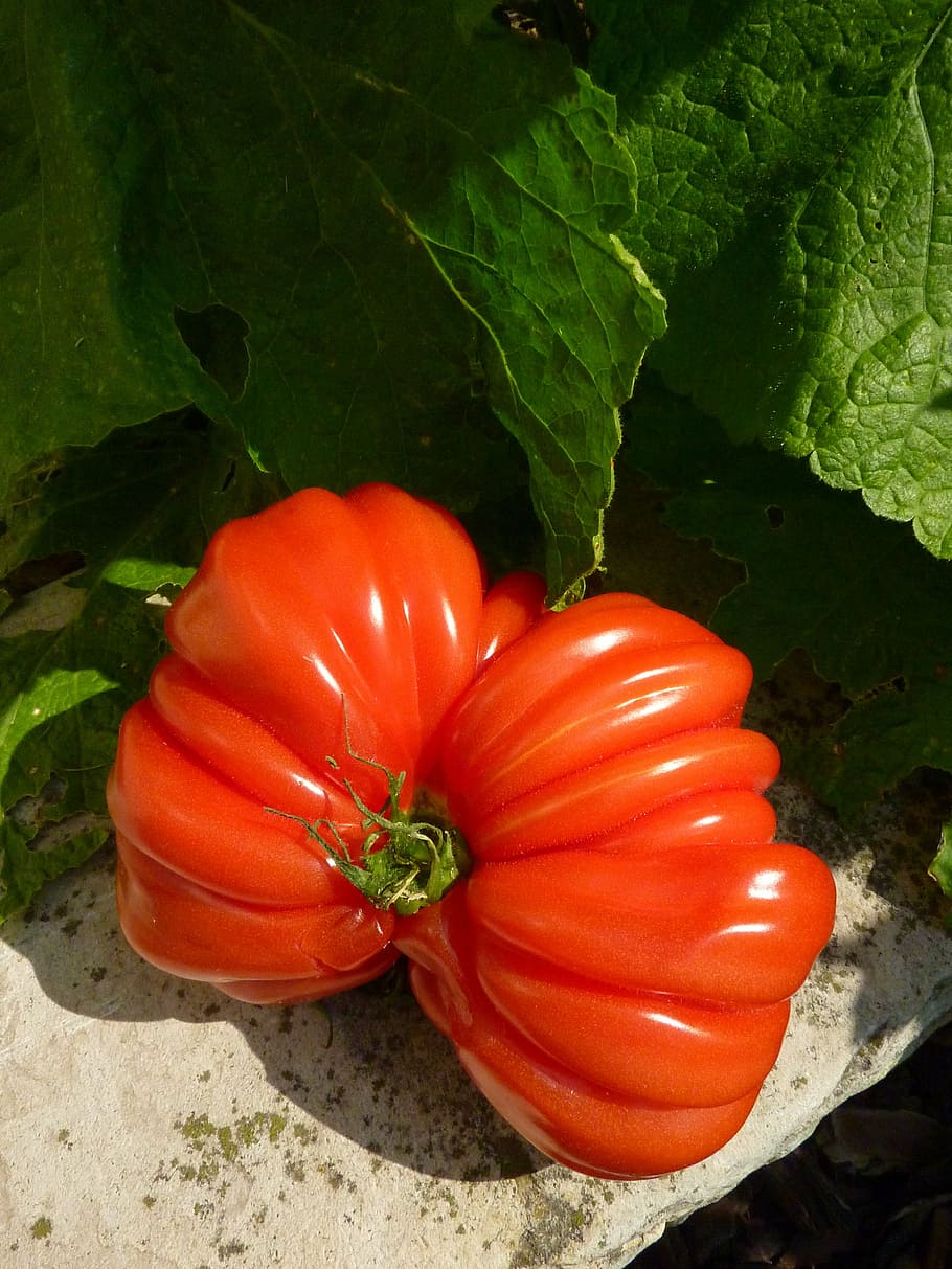 tomato, vegetable, red, food and drink, freshness, healthy eating HD wallpaper