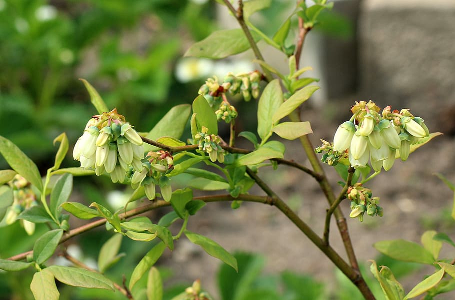 bilberry american, fruit shrub, flowering, spring, blueberries HD wallpaper