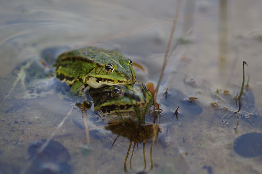 nature, pond, frog, animal, animal themes, animal wildlife HD wallpaper