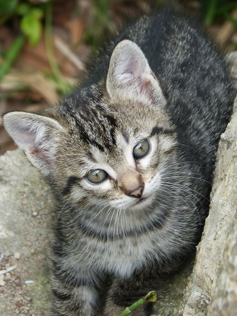 kitten, cat, puppy, pet, tenderness, animal themes, mammal HD wallpaper