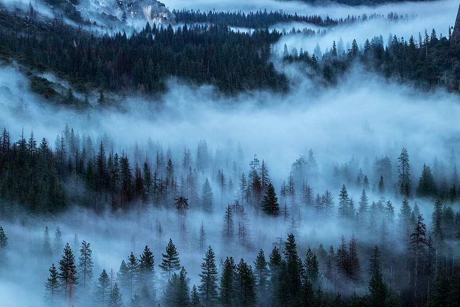 pine trees covered with fog during daytime, wide angle photo of forest covered with fog HD wallpaper