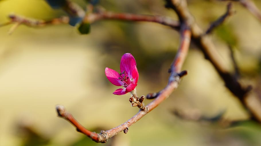 red, nature, tree, flower, pink, spring, flowers, crabapple HD wallpaper