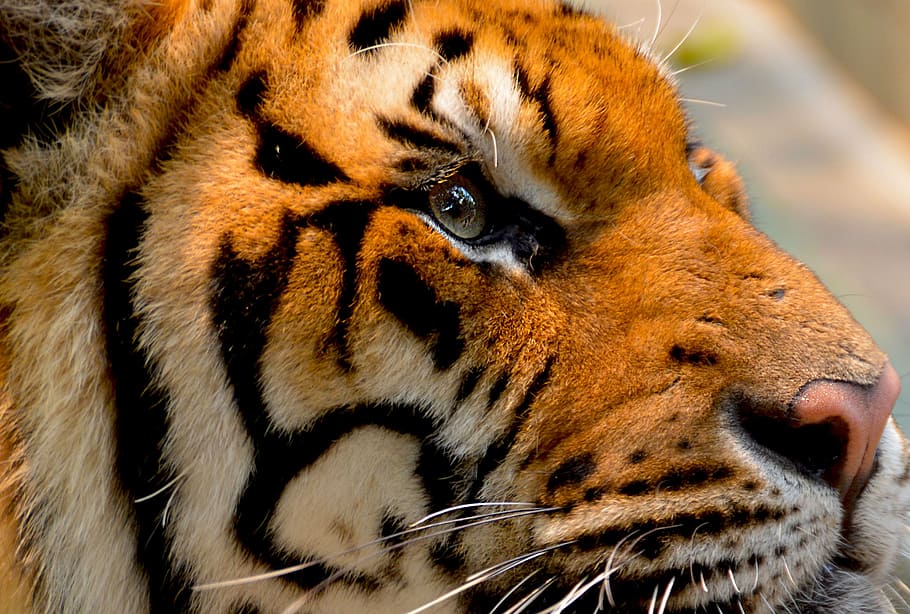 wildlife photography of Bengal tiger, cat, animal, big, nature, HD wallpaper