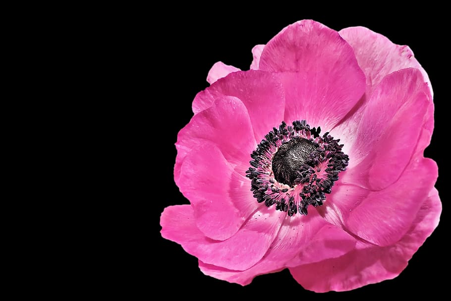 pink poppy closeup photo, anemone, spring, blossom, bloom, pink petals HD wallpaper